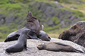 Cape Fur Seal (Arctocephalus pusillus), a male and three female resting on a rock, Western Cape, South Africa