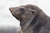 Cape Fur Seal (Arctocephalus pusillus), adult female close-up, Western Cape, South Africa