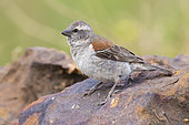 Cape Sparrow (Passer melanurus), side view of an adult female perched on a rock, Western Cape, South Africa