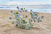 Sea Holly (Eryngium maritimum), a plant on the beach with the sea in the background, Campania, Italy