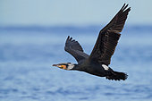 Great Cormorant (Phalacrocorax carbo sinensis), side view of an adult in breeding plumage in flight over the sea, Campania, Italy