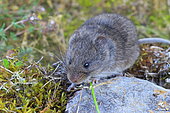European Snow Vole (Chionomys nivalis)