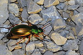 Ground beetle (Carabus auratus) on rocks