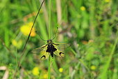 Butterfly-lion (Libelloides longicornis) on a stem