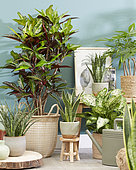 Indoor plant collection