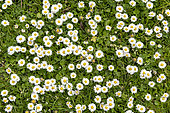 Lawndaisies (Bellis perennis) in bloom in a lawn in spring, Pas de Calais, France