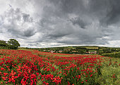 Field of Poppies in bloom on the Opal Coast in spring, Hervelinghen, Hauts de France, France