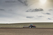 Gulls following a farmer ploughing his field, Escalles, Hauts de France, France