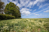 Wild chamomile growing in a barley field in spring, Pas de Calais, France