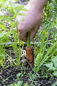 Picking a Carrot 'Nantaise' in an organic vegetable garden in summer, Pas de Calais, France