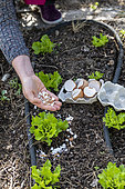Placement of broken eggshells around salads to prevent slugs in summer, Pas de Calais, France