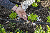 Placement of broken eggshells around salads to prevent slugs in summer, Pas de Calais, France