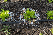 Broken eggshells around salads to prevent slugs in summer, Pas de Calais, France