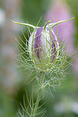 Devil in the bush (Nigella damascena) seed, in a garden in spring, Pas-de-Calais, France