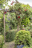 Rose growing on an arbour in a spring garden, Pas de Calais, France