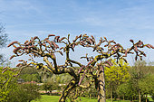Japanese wisteria (Wisteria floribunda) 'Longissima alba' in spring, Somme, France,