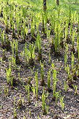 Ostrich fern (Matteuccia struthiopteris) in a spring garden, Somme, France