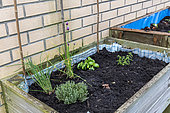Aromatic plants in a vat in spring, Pas de Calais France
