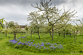 Apple trees in bloom in an orchard in spring, Pas de Calais, France
