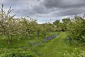 Apple trees in bloom in an orchard in spring, Pas de Calais, France