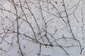 Sticky disksBoston ivy (Parthenocissus tricuspidata) of a dead on a wall, Pas de Calais, France