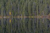 Spruce trees (Picea abies) and a yellow birch (Betula), reflected in Čertovo jezero lake, Čertovo, Sumava National Park, Bohemia, Czech Republic, Europe