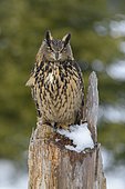 Eurasian eagle-owl (Bubo bubo), sitting on a snow-covered tree stump, Sumava National Park, Bohemian Forest, Czech Republic, Europe