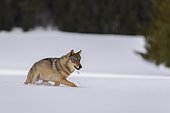 Gray wolf (Canis lupus), runs over a clearing in deep snow, Sumava National Park, Bohemian Forest, Czech Republic, Europe
