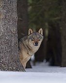 Gray wolf (Canis lupus), standing behind a tree trunk in the snow, Sumava National Park, Bohemian Forest, Czech Republic, Europe