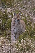Eurasian lynx (Lynx lynx), stands carefully between blueberry bushes, Sumava National Park, Bohemian Forest, Czech Republic, Europe