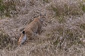 Eurasian lynx (Lynx lynx), runs through dry meadow, blueberry biotope, and secures, Sumava National Park, Sumava Forest, Czech Republic, Europe
