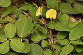 Plantation of Pinto peanut (Arachis pintoi), used as a fodder plant and as a nitrogen fixative, Andasibe (Périnet), Madagascar
