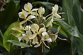 White garland-lily (Hedychium coronarium) inflorescence, Alaotra-Mangoro Region, Madagascar