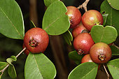 Cattley guava or Strawberry guava (Psidium cattleyanum) native Brazil, Ripe fruit, Andasibe (Périnet), Madagascar