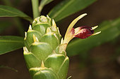 Ginger flower (Zingiber officinale) in a plantation), Alaotra-Mangoro Region, Madagascar
