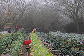 Kale (Brassica oleracea palmifolia) cabbage harvest at an organic market gardener, France