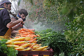 Washing Carrots (Daucus carotta) 'Yellow stone' and 'Nantaises', at an organic market gardener, France