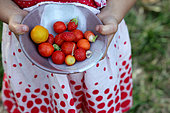 Little girl harvesting in the garden, France