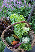 Autumn vegetable basket, France