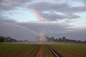 Irrigation of intensively grown potatoes (Solanum tuberosum) near Arras, Hauts-de-France