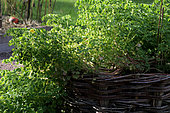 Oca (Oxalis tuberosa), france