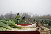 Harvesting leeks at an organic market gardener, one morning in November, France