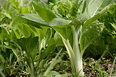 Pakchoï cabbage (Brassica chinensis), France
