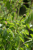 Small burnet (Sanguisorba minor) flower, France