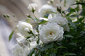 Double Antique Roses, white , "Iceberg", France