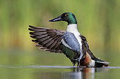 Northern Shoveler (Anas clypeata), side view of an adult male flapping its wings, Campania, Italy