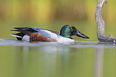 Northern Shoveler (Anas clypeata), side view of an adult male swimming in a pond, Campania, Italy