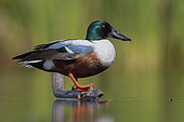 Northern Shoveler (Anas clypeata), side view of an adult male standing on a dead branch, Campania, Italy