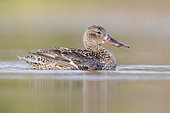 Northern Shoveler (Anas clypeata), side view of an adult female swimming in the water, Campania, Italy