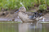 Northern Shoveler (Anas clypeata), adult female standing in the water, Campania, Italy